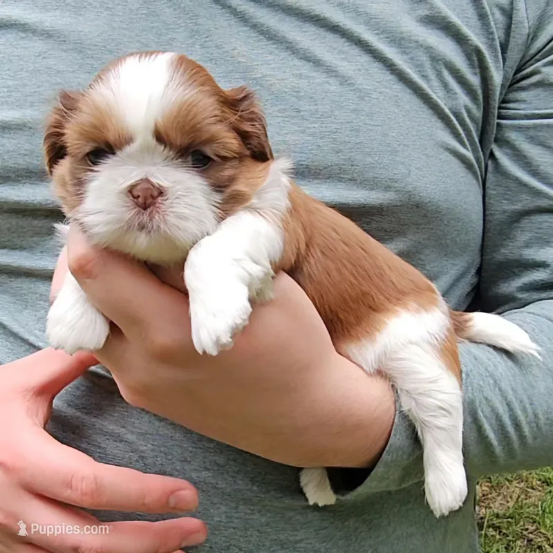 Tonya – Shih Tzu puppy for sale in Troy, NC