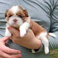 Tonya, a female Shih Tzu for sale in Troy, NC – 1 of 3