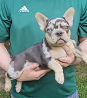 Choco, a male French Bulldog for sale in Troy, NC – 3 of 3