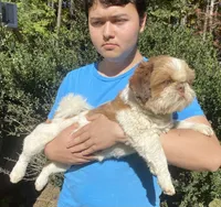 Gavin, a male Shih Tzu for sale in Troy, NC – 4 of 4