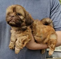 Gigi, a female Shih Tzu for sale in Troy, NC – 2 of 3
