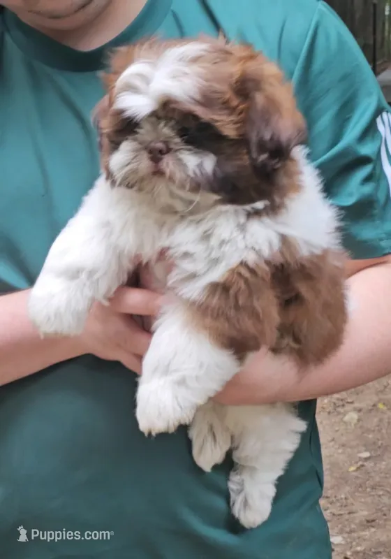 Gavin – Shih Tzu puppy for sale in Troy, NC