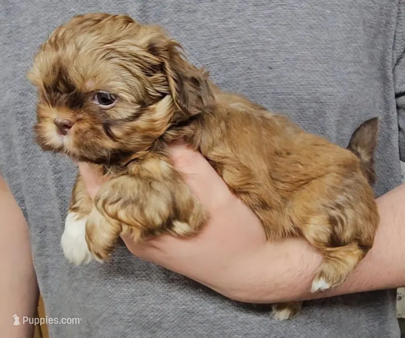 Bella – Shih Tzu puppy for sale in Troy, NC