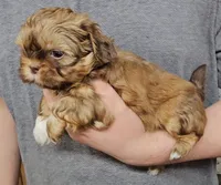 Bella, a female Shih Tzu for sale in Troy, NC – 1 of 3