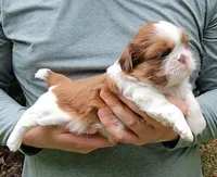 Tonya, a female Shih Tzu for sale in Troy, NC – 2 of 3