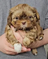 Bella, a female Shih Tzu for sale in Troy, NC – 3 of 3