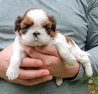 Tina, a female Shih Tzu for sale in Troy, NC – 3 of 4