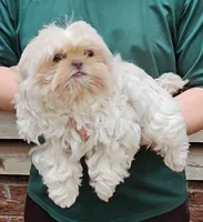 Snowball, a male Shih Tzu for sale in Troy, NC – 3 of 5