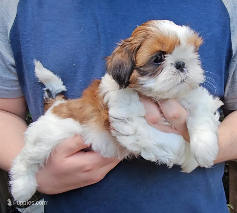 Tina – Shih Tzu puppy for sale in Troy, NC