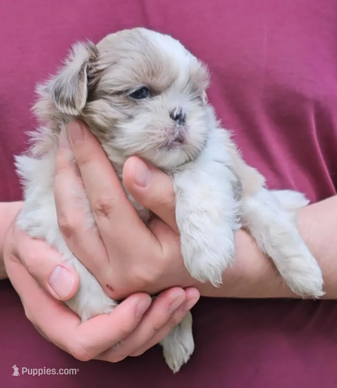 Bug, a male Shih Tzu for sale in Troy, NC – Photo 1 of 1