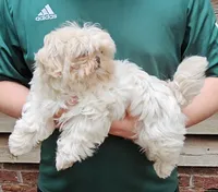 Snowball, a male Shih Tzu for sale in Troy, NC – 4 of 5