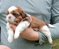 Timmy, a male Shih Tzu for sale in Troy, NC – 2 of 3