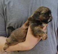 Buddy, a male Shih Tzu for sale in Troy, NC – 4 of 5