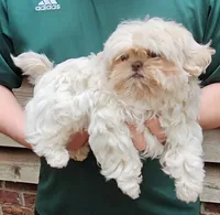 Snowball, a male Shih Tzu for sale in Troy, NC – 2 of 5