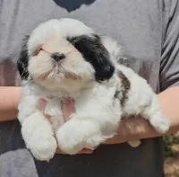 Jazz, a female Shih Tzu for sale in Troy, NC – Photo 2 of 5