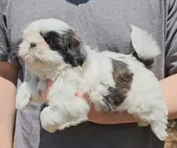 Jazz, a female Shih Tzu for sale in Troy, NC – Photo 4 of 5