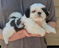Jazz, a female Shih Tzu for sale in Troy, NC – Photo 3 of 5