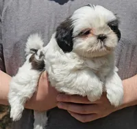 Jazz, a female Shih Tzu for sale in Troy, NC – Photo 1 of 5