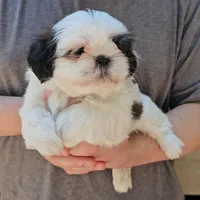 Jazz, a female Shih Tzu for sale in Troy, NC – Photo 5 of 5