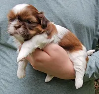 Tara, a female Shih Tzu for sale in Troy, NC – 3 of 4
