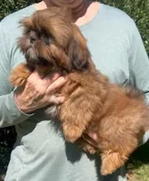 Red, a male Shih Tzu for sale in Troy, NC – 2 of 4