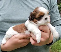 Tina, a female Shih Tzu for sale in Troy, NC – 4 of 4
