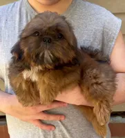 Red, a male Shih Tzu for sale in Troy, NC – 4 of 4