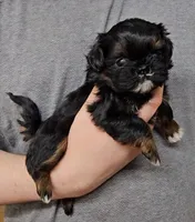 Little Man, a male Shih Tzu for sale in Troy, NC – 1 of 2