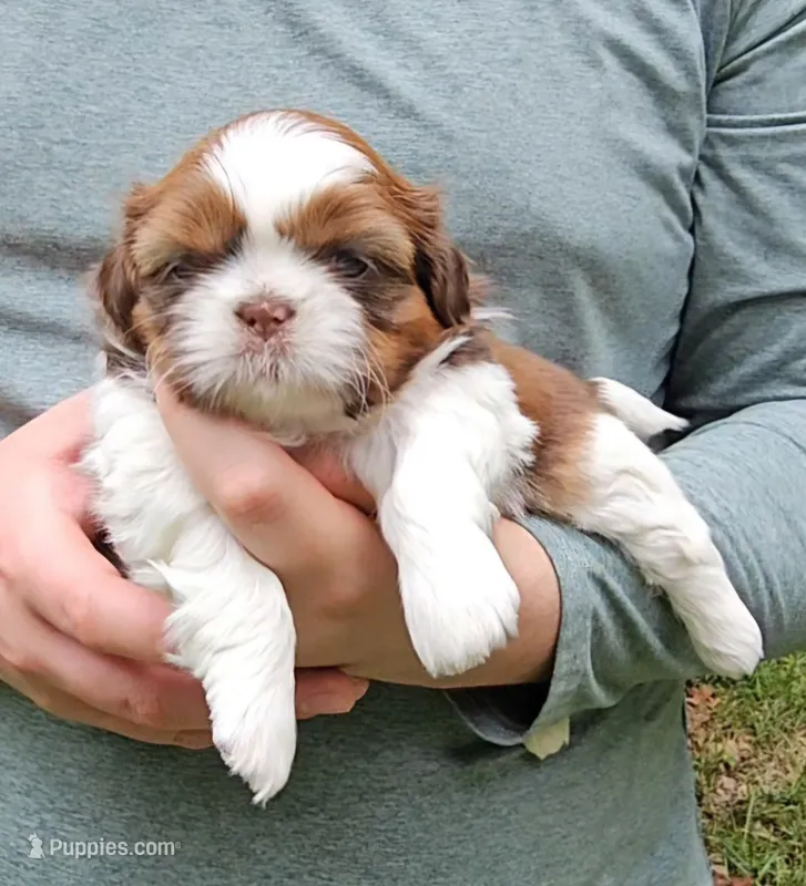 Timmy – Shih Tzu puppy for sale in Troy, NC