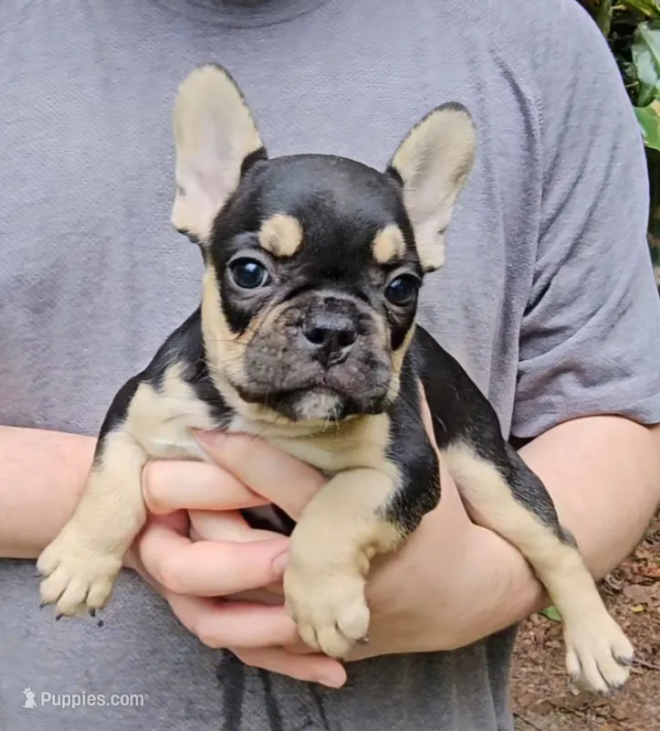 Bonnie – French Bulldog puppy for sale in Troy, NC
