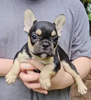 Bonnie, a female French Bulldog for sale in Troy, NC – 1 of 4