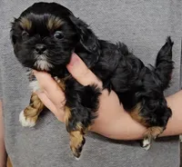 Buttons , a female Shih Tzu for sale in Troy, NC – 3 of 3