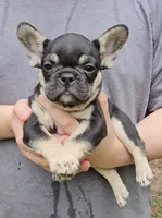 Becky, a female French Bulldog for sale in Troy, NC – 4 of 4