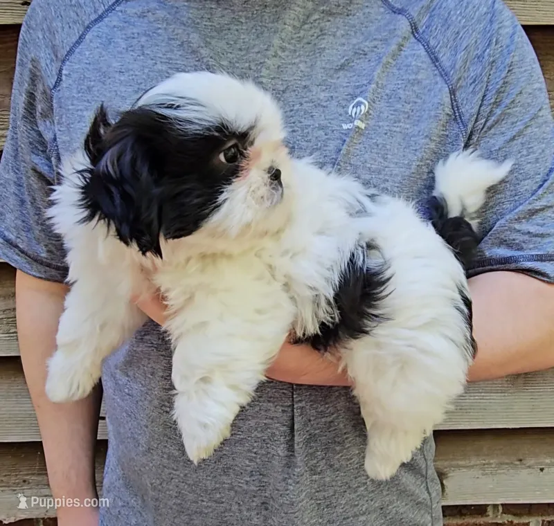 Jenn – Shih Tzu puppy for sale in Troy, NC