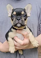 Bonnie, a female French Bulldog for sale in Troy, NC – 3 of 4