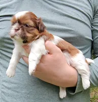 Tara, a female Shih Tzu for sale in Troy, NC – 4 of 4