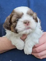 Boy 1, a male Shih Tzu for sale in Troy, NC – Photo 3 of 9