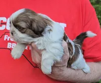 Boy 1, a male Shih Tzu for sale in Troy, NC – Photo 5 of 9
