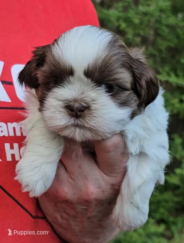 Boy 1, a male Shih Tzu for sale in Troy, NC – Photo 1 of 9