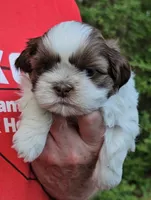 Boy 1, a male Shih Tzu for sale in Troy, NC – Photo 1 of 9