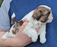Boy 1, a male Shih Tzu for sale in Troy, NC – Photo 6 of 9