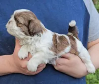 Boy 1, a male Shih Tzu for sale in Troy, NC – Photo 4 of 9