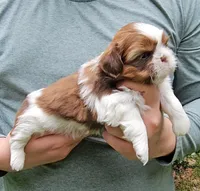 Timmy, a male Shih Tzu for sale in Troy, NC – 3 of 3