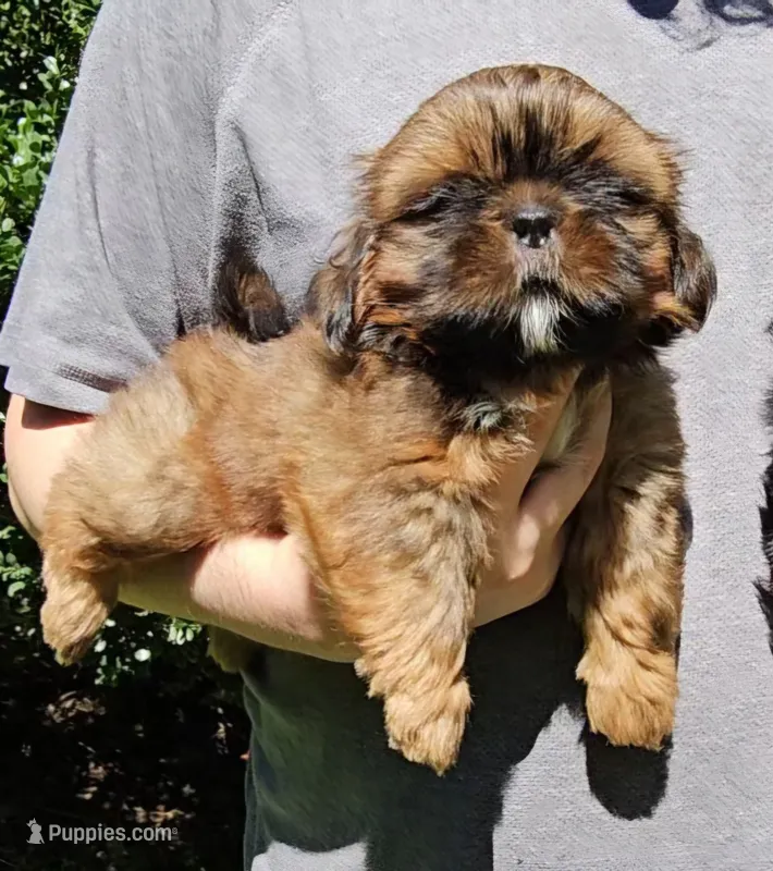 Red – Shih Tzu puppy for sale in Troy, NC