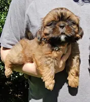 Red, a male Shih Tzu for sale in Troy, NC – 1 of 3