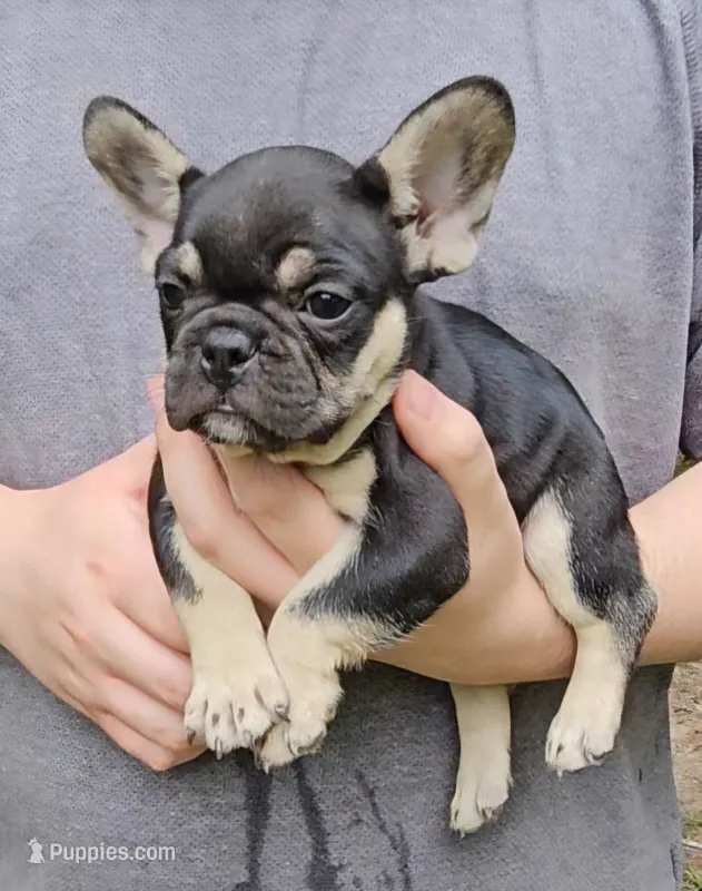 Becky – French Bulldog puppy for sale in Troy, NC
