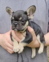 Becky, a female French Bulldog for sale in Troy, NC – 1 of 4