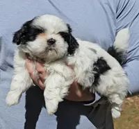 Jenn, a female Shih Tzu for sale in Troy, NC – Photo 3 of 4