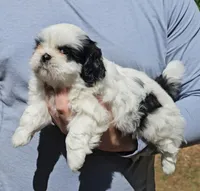 Jenn, a female Shih Tzu for sale in Troy, NC – Photo 4 of 4