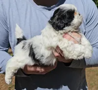 Jenn, a female Shih Tzu for sale in Troy, NC – Photo 2 of 4